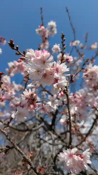 妙蓮寺(京都府)