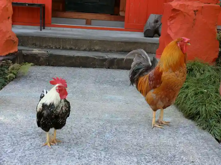 高知大神宮の動物