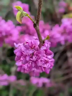 成子天神社(東京都)