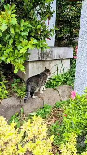 鳩ヶ谷氷川神社の動物