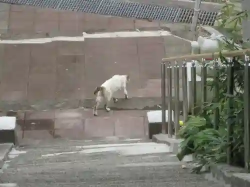 鹿角八坂神社の動物