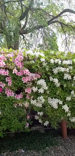 櫻木神社の自然