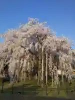 足羽神社の自然