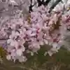 桃野桜