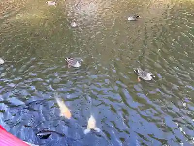 間々田八幡宮(栃木県)