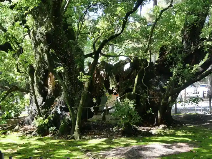 浜松八幡宮の自然