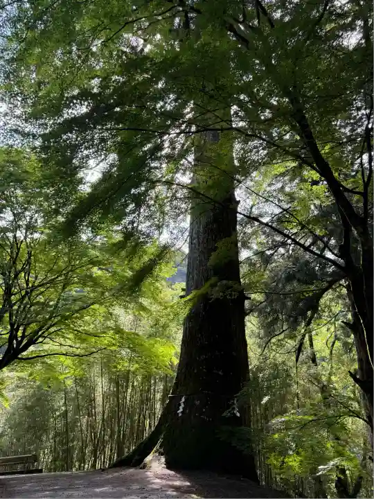 金櫻神社(山梨県)