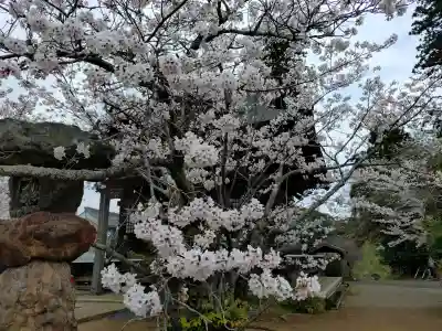 大杉神社 境内社 勝馬神社の{uncategorized: "未分類", other: "その他", undefined: "問題あり", building: "その他建物", grave: "お墓", sacred_gate: "鳥居", guardian: "狛犬", statue: "像", buddha: "仏像", history: "歴史", nature: "自然", garden: "庭園", animal: "動物", pagoda: "塔", temizu: "手水舎", mountain_gate: "山門・神門", sanctuary: "本殿・本堂", subordinate: "末社・摂社", art: "芸術", scenery: "景色", jizo: "地蔵", ema: "絵馬", goshuin: "御朱印", omikuji: "おみくじ", items: "授与品その他", amulet: "お守り", goshuincho: "御朱印帳", eats: "食事", festival: "お祭り", votive_dance: "神楽", shichigosan: "七五三参", wedding: "結婚式", experience: "体験その他", initially: "初詣", around: "周辺", anti_infection: "感染症対策"}