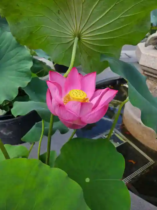 善光寺大勧進(長野県)