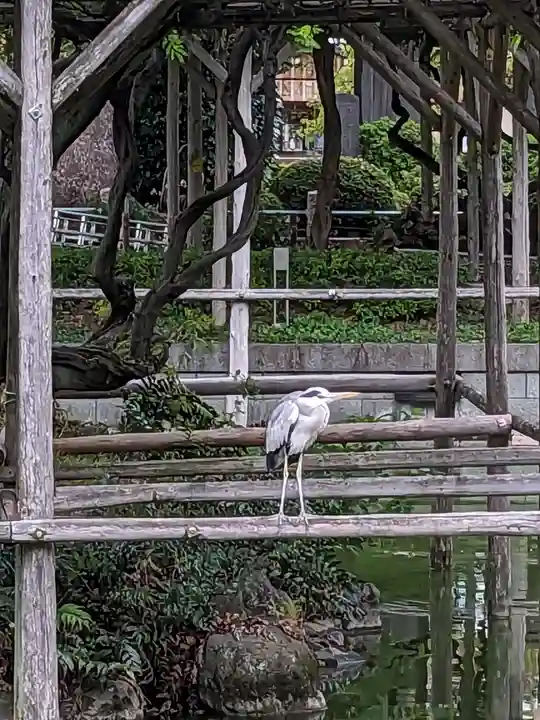 亀戸天神社(東京都)