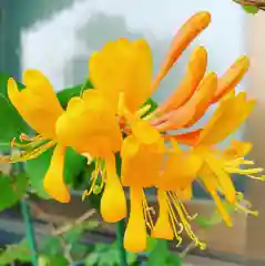 豊景神社の自然