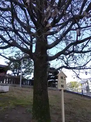 佐佳枝廼社(福井県)