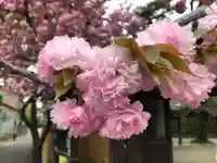 八重桜