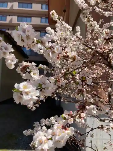 琴似神社の自然