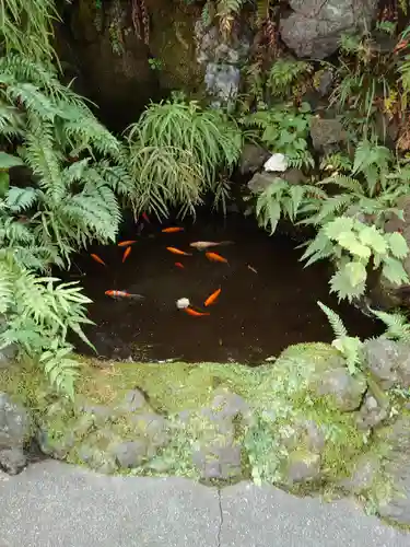 観音山慈眼院（高崎観音）の動物