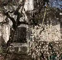 梅園神社の自然