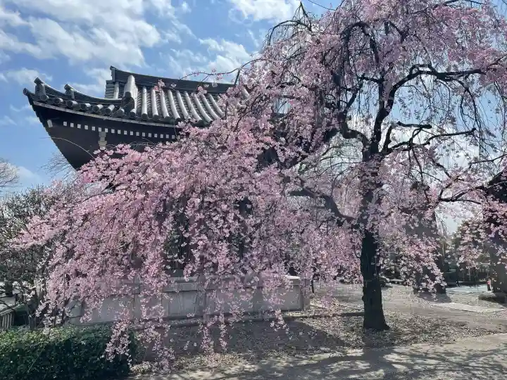 吉祥寺の{uncategorized: "未分類", other: "その他", undefined: "問題あり", building: "その他建物", grave: "お墓", sacred_gate: "鳥居", guardian: "狛犬", statue: "像", buddha: "仏像", history: "歴史", nature: "自然", garden: "庭園", animal: "動物", pagoda: "塔", temizu: "手水舎", mountain_gate: "山門・神門", sanctuary: "本殿・本堂", subordinate: "末社・摂社", art: "芸術", scenery: "景色", jizo: "地蔵", ema: "絵馬", goshuin: "御朱印", omikuji: "おみくじ", items: "授与品その他", amulet: "お守り", goshuincho: "御朱印帳", eats: "食事", festival: "お祭り", votive_dance: "神楽", shichigosan: "七五三参", wedding: "結婚式", experience: "体験その他", initially: "初詣", around: "周辺", anti_infection: "感染症対策"}