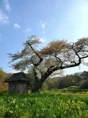 小沢の桜祠の自然