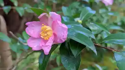 祇王寺(京都府)