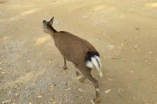 春日大社(奈良県)
