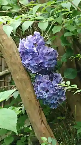 杉本寺の自然