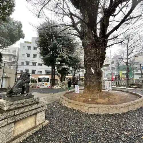 鳩森八幡神社の自然