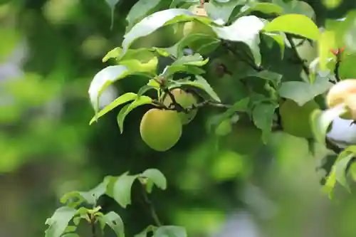 開成山大神宮の庭園