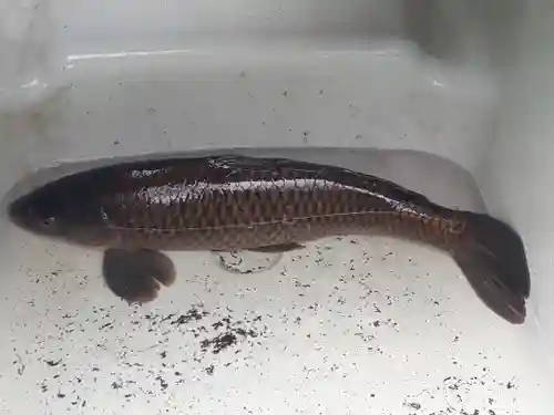 大生郷天満宮の動物