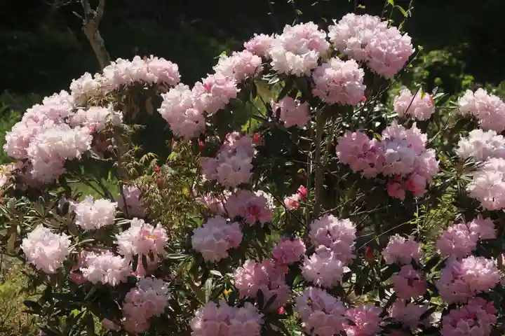 三春大神宮の庭園