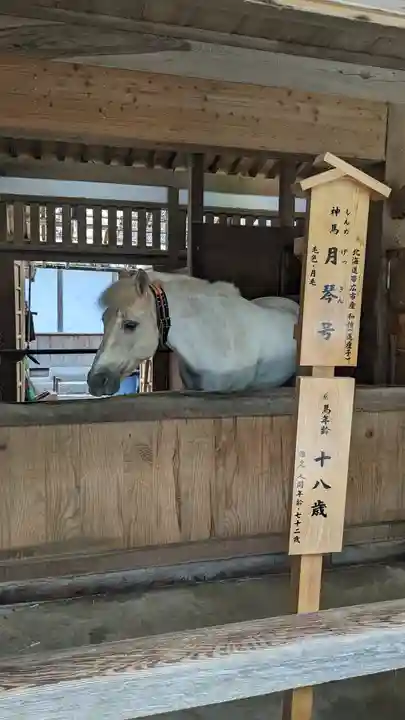 金刀比羅宮の動物