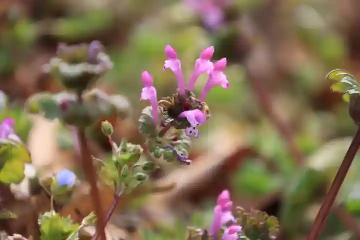 阿久津「田村神社」(郡山市阿久津町)旧社名:伊豆箱根三嶋三社の自然