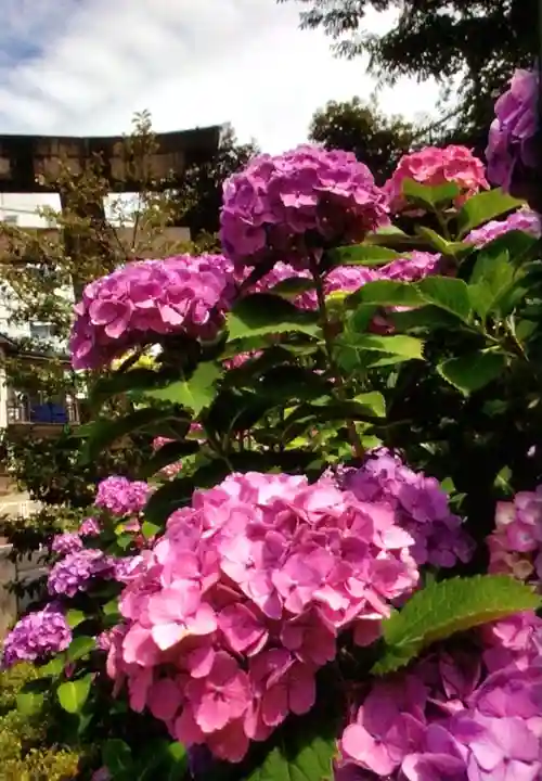 鳩森八幡神社の自然