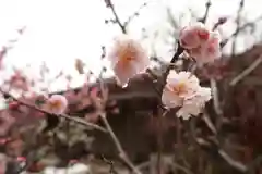 菅原天満宮（菅原神社）の自然