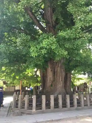 飛騨国分寺の自然