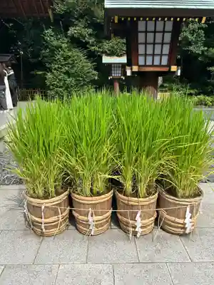 東京大神宮(東京都)