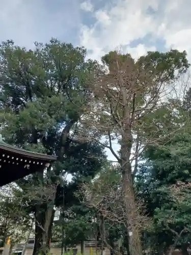 布多天神社の自然