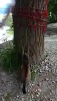 鹿角八坂神社の動物
