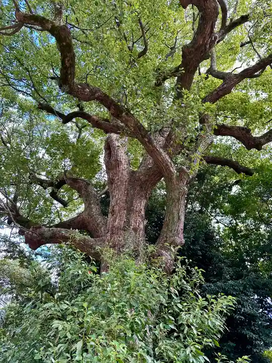 和泉國一之宮 大鳥大社の自然
