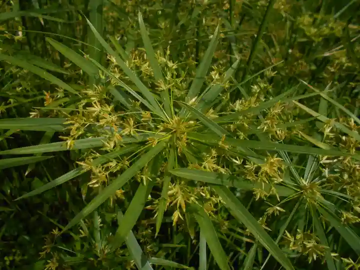 極楽寺(霊鷲山感應院極楽律寺)の自然
