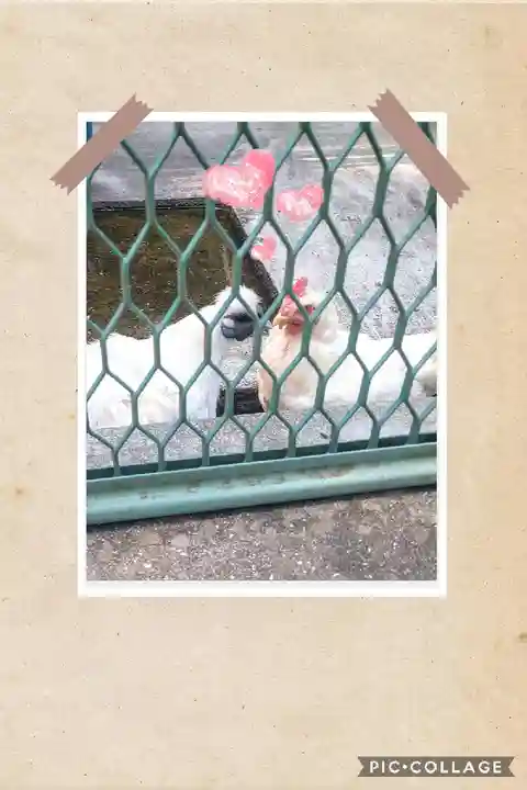 阿智神社の動物