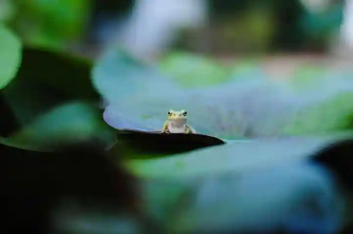 浄土寺(兵庫県)