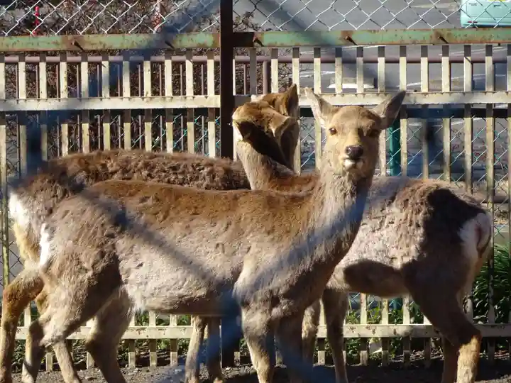相州春日神社の動物