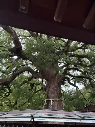 明治神宮(東京都)