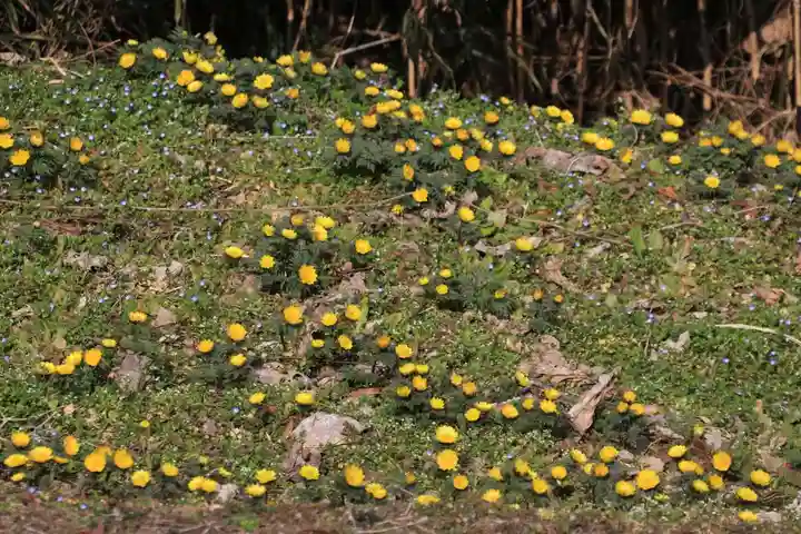 正観音堂の自然