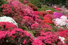 根津神社の自然