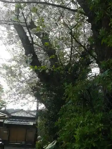 甘縄神明神社（甘縄神明宮）の自然