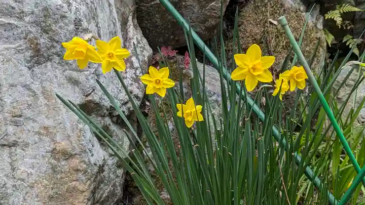 大豊神社(京都府)