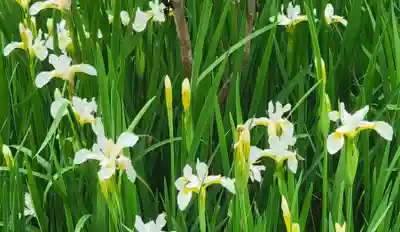 浄明院(愛媛県)