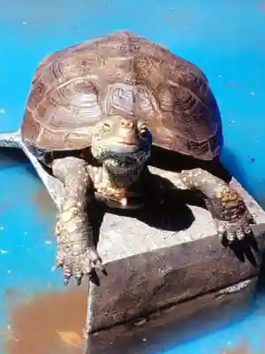 下谷神社(東京都)