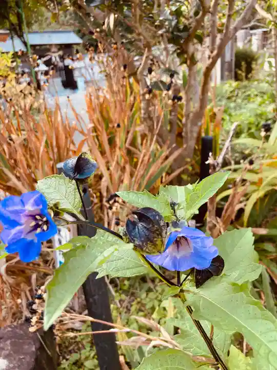 沙沙貴神社の自然
